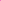 Fuchsia Fuchsia